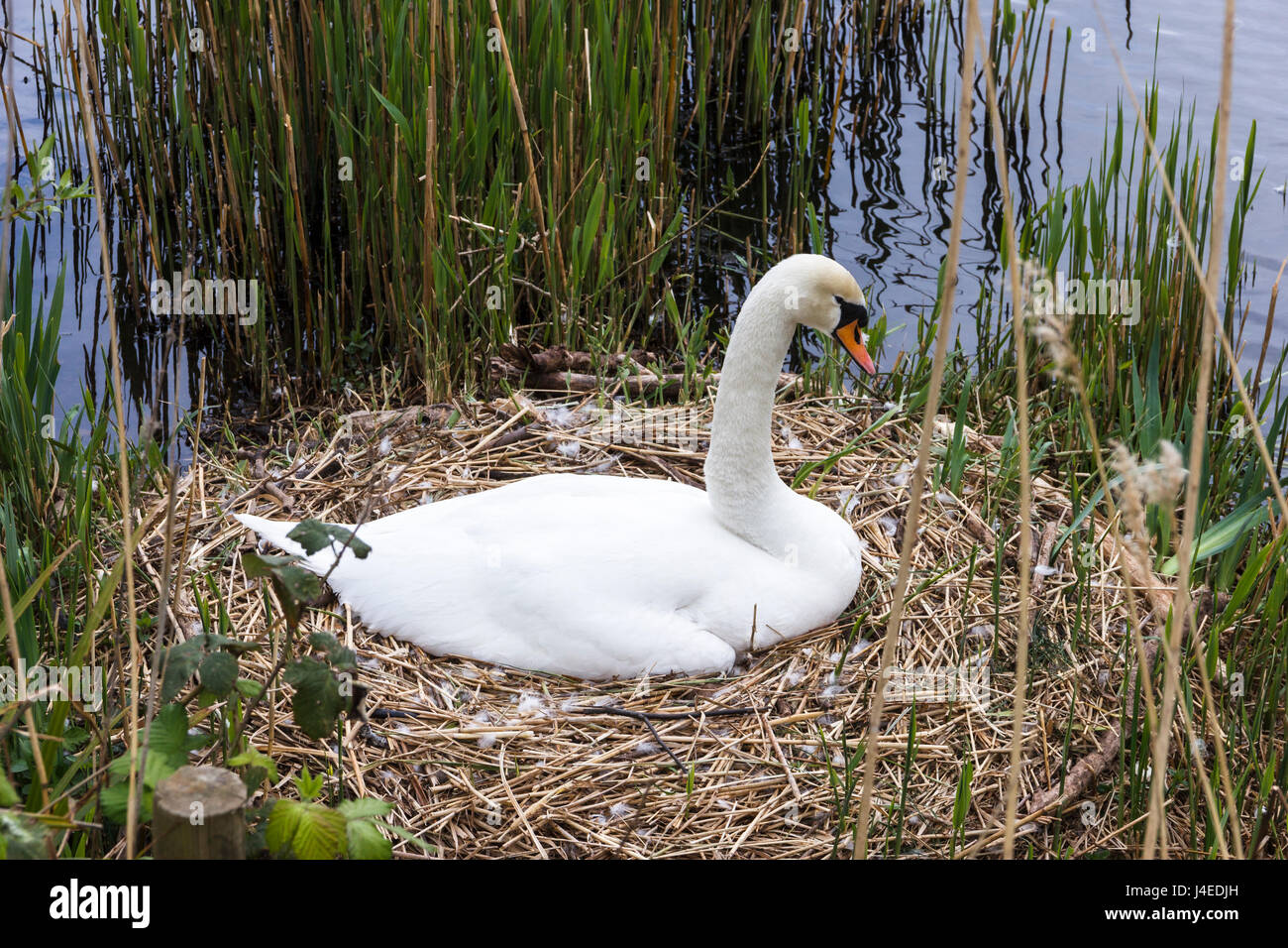 Seule femelle swan assise sur un nid dans les roseaux d'un étang Banque D'Images