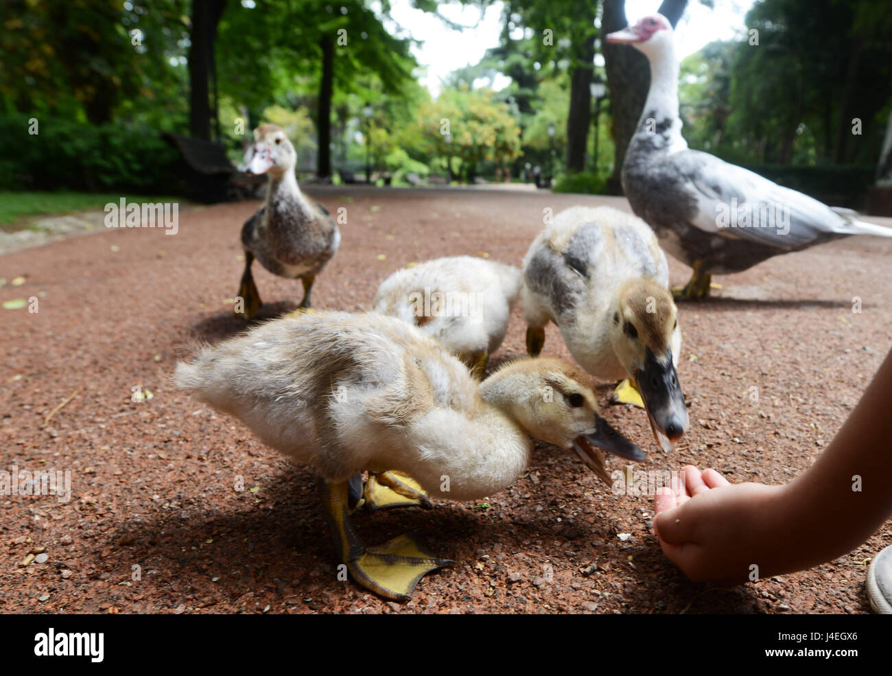 Une fille mignonne se nourrir dans les canetons parc Jardim da Estrela à Lisbonne. Banque D'Images