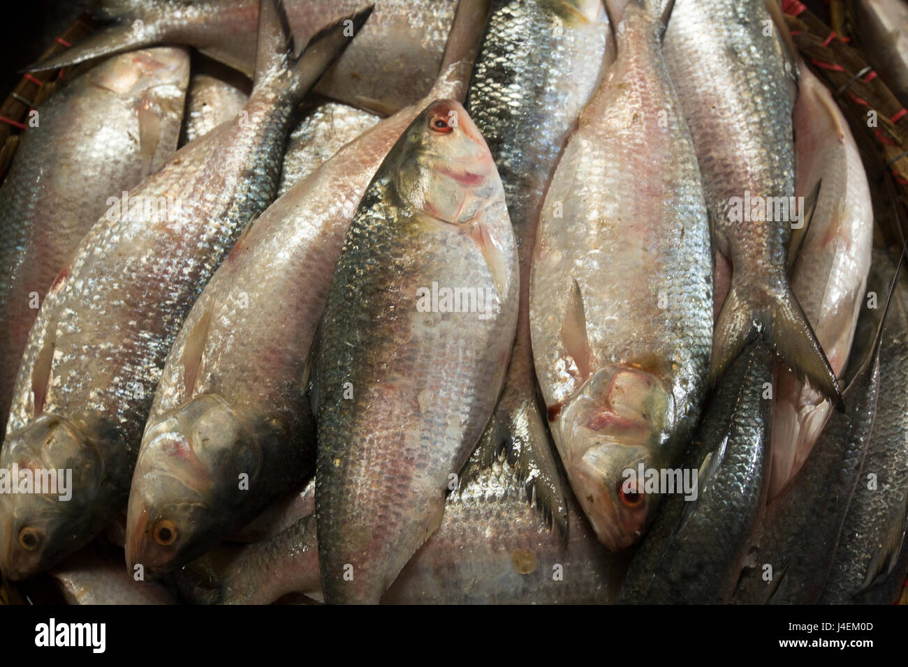 Poissons Hilsa se vendent à la Station Road du marché de gros, de Chandpur, Bangladesh. Banque D'Images