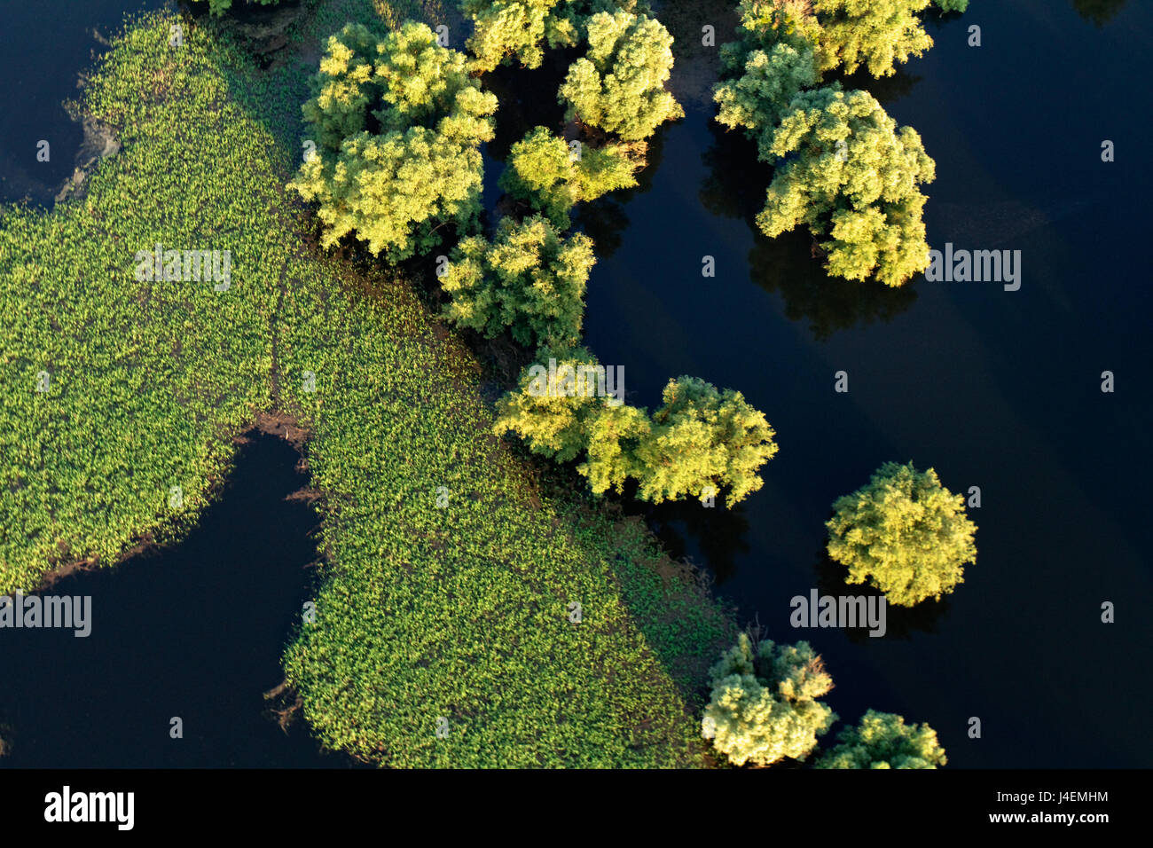 Vue aérienne des roseaux et des saules pendant l'inondation dans le parc naturel de Kopacki rit, Croatie Banque D'Images