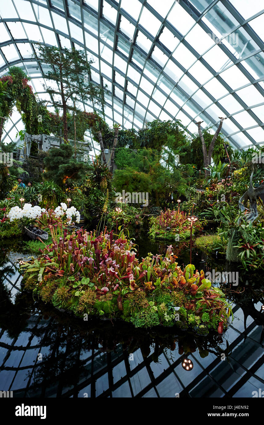 Plante carnivore afficher à l'intérieur de la biosphère de la forêt de nuages, les jardins de la baie, à Singapour, en Asie du Sud-Est, l'Asie Banque D'Images