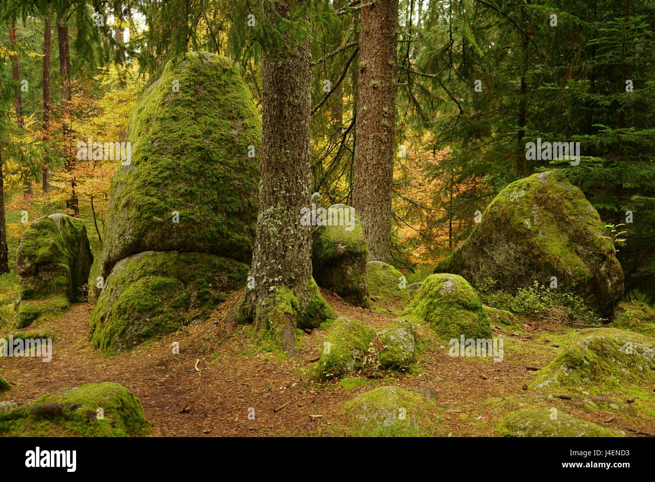 Gros rocher rochers en forêt le long de Schlüchtsee,le sud du Parc Naturel de la Forêt Noire, Grafenhausen, Allemagne Banque D'Images