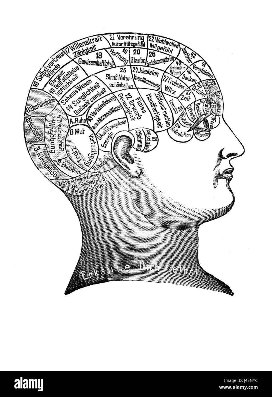 Pseudo-alternative et la médecine : la phrénologie panier sur le cerveau le localisation des fonctions mentales, gravure d'époque Banque D'Images
