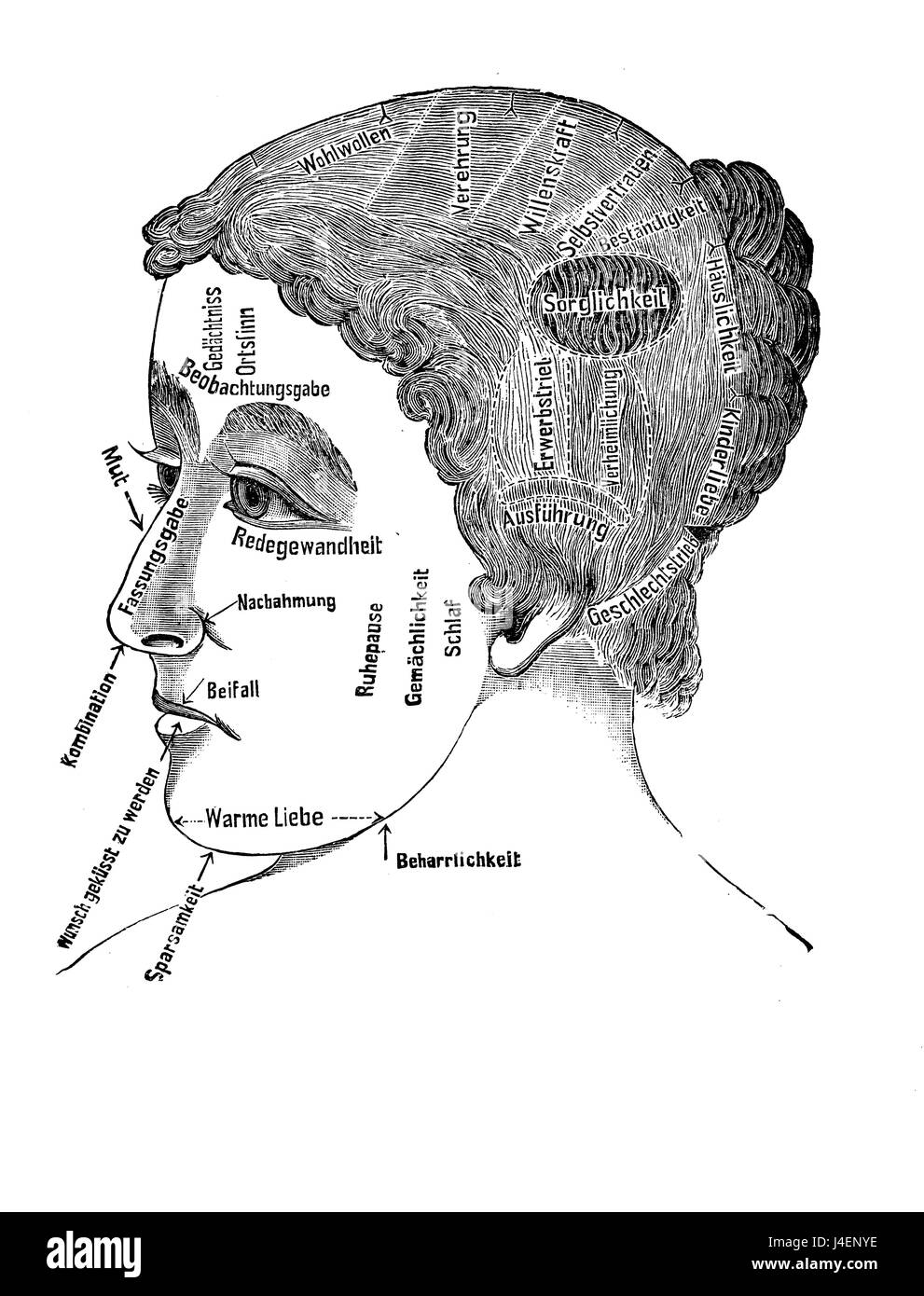 Médecine alternative et pseudo-femmes : la phrénologie panier sur le cerveau le localisation des fonctions mentales et du visage caractéristique, gravure d'époque Banque D'Images