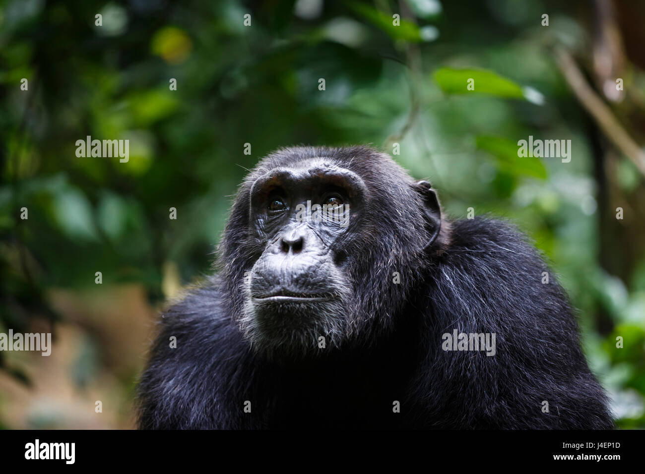 Chimpanzé (Pan troglodytes), Parc national de Kibale, en Ouganda, l'Afrique Banque D'Images