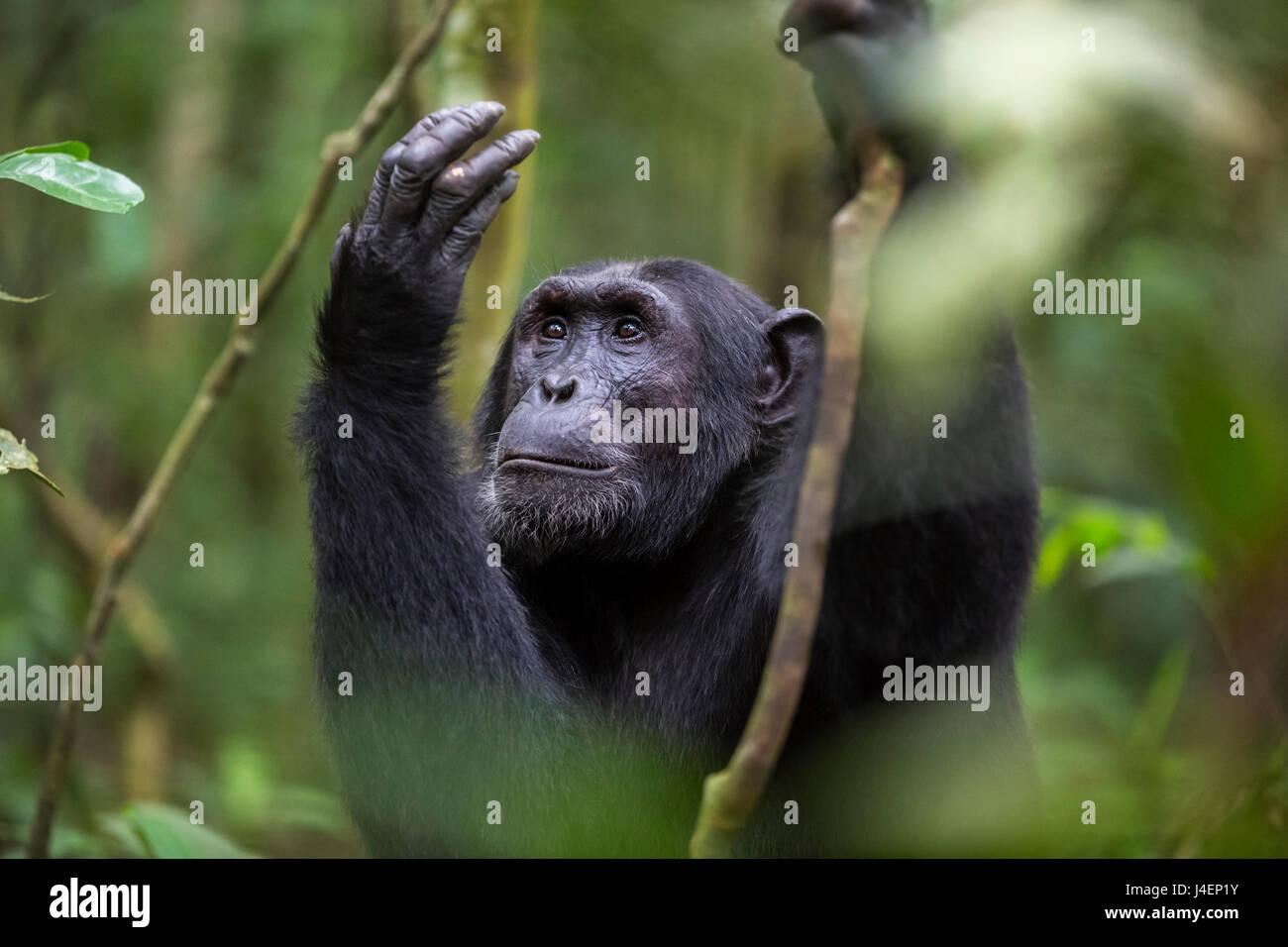 Chimpanzé (Pan troglodytes), Parc national de Kibale, en Ouganda, l'Afrique Banque D'Images