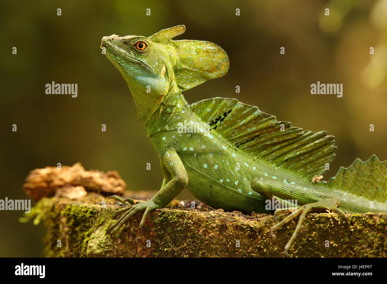 Jésus homme Lézard Christo, Costa Rica, Amérique Centrale Banque D'Images