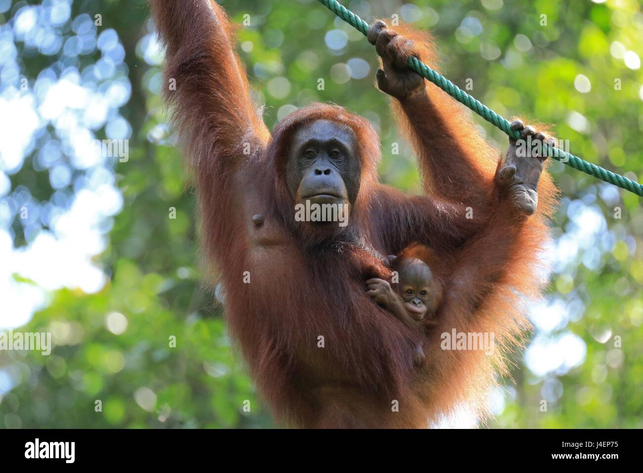 Orang-outan mère et bébé, Bornéo, Malaisie, Asie du Sud, Asie Banque D'Images