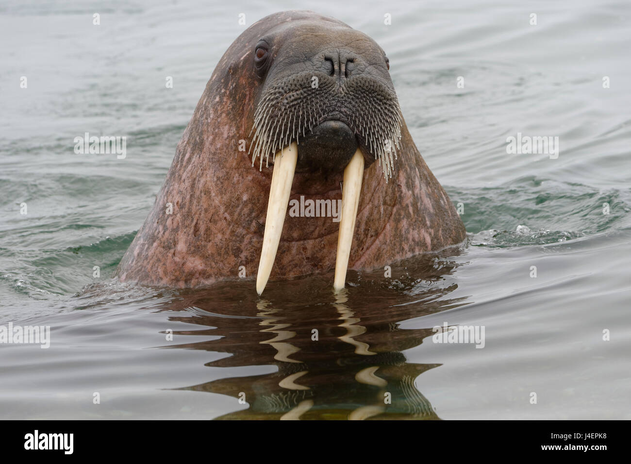 Le morse (Odobenus rosmarus) dans l'eau, l'île de Spitsbergen, Svalbard, archipel Arctique, Norway, Scandinavia, Europe Banque D'Images