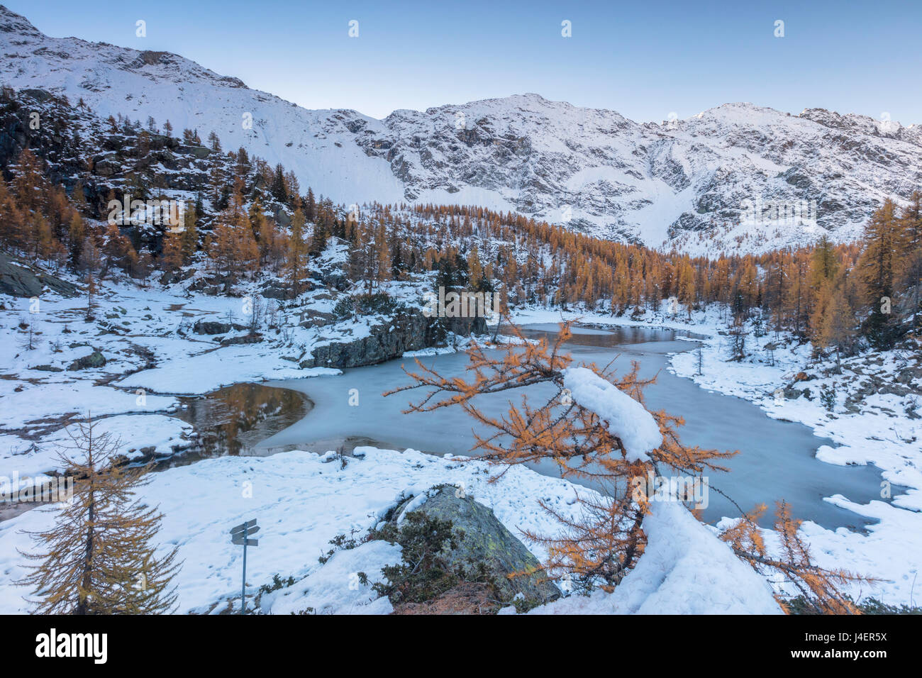 Mélèzes rouge le lac gelé du châssis, Mufule, Zone Val Malenco de la Valteline, province de Sondrio, Lombardie, Italie, Europe Banque D'Images