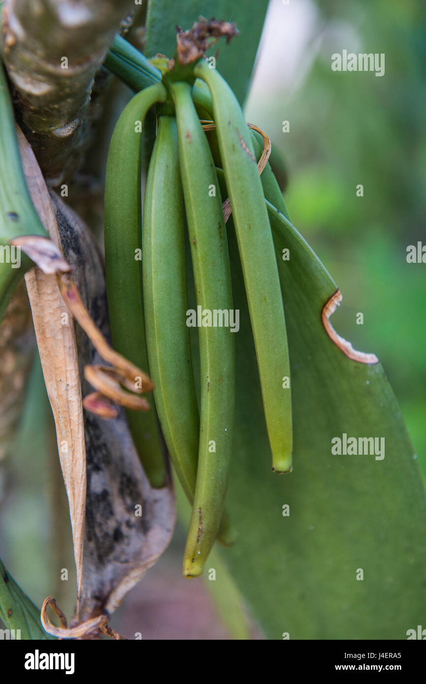 Close up de vanille plantes sur une plantation de vanille (Vanilla planifolia), Ouvéa, Îles Loyauté, Nouvelle-Calédonie, Pacifique Banque D'Images