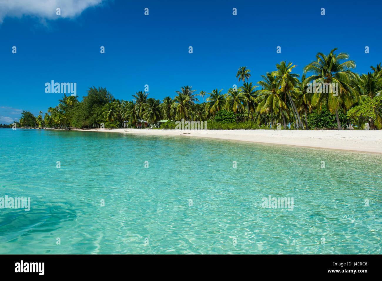 Belle plage de sable blanc bordée de cocotiers dans les eaux turquoises de Tikehau, Tuamotu, Polynésie Française, Pacifique Banque D'Images