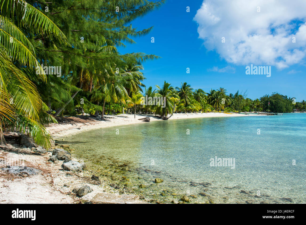 Belle plage de sable blanc bordée de cocotiers dans les eaux turquoises de Tikehau, Tuamotu, Polynésie Française, Pacifique Banque D'Images