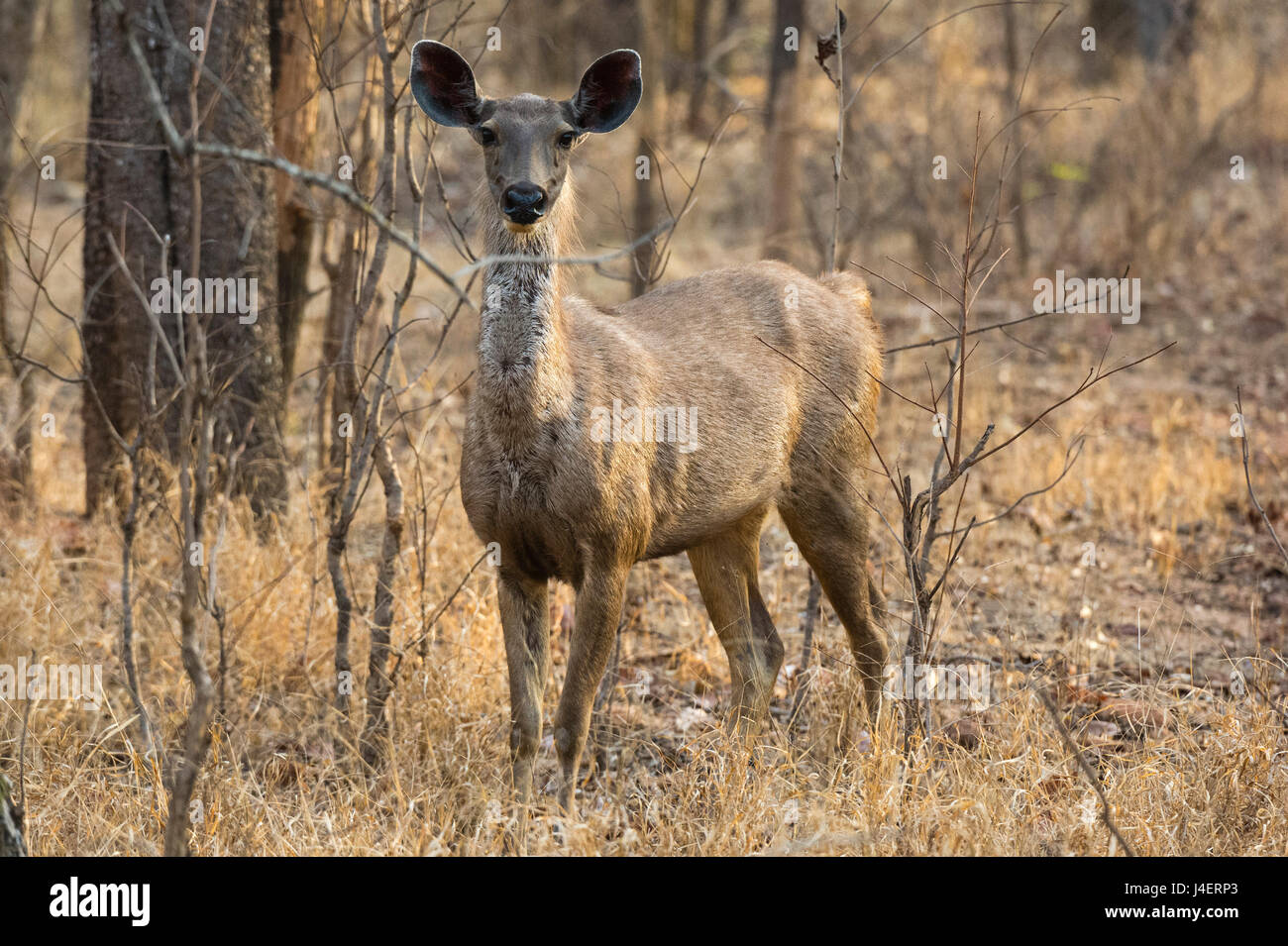 Cerfs sambar (Rusa unicolor), Bandhavgarh National Park, le Madhya Pradesh, Inde, Asie Banque D'Images