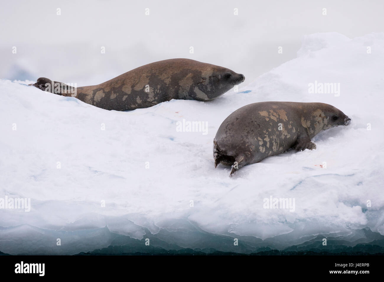 Lobodon carcinophaga crabiers (joint) sur la glace, Wilhelmina Bay, l'Antarctique, régions polaires Banque D'Images