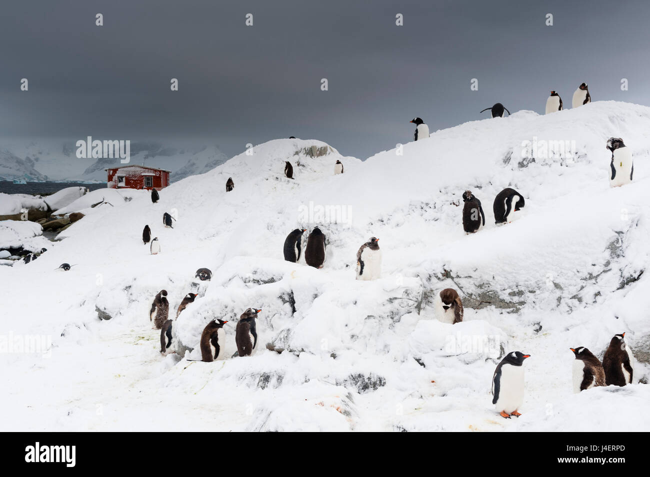 Une colonie de pingouins Gentoo (Pygoscelis papua) près de Groussac hut argentin, l'Île Petermann, Antarctique, les régions polaires Banque D'Images