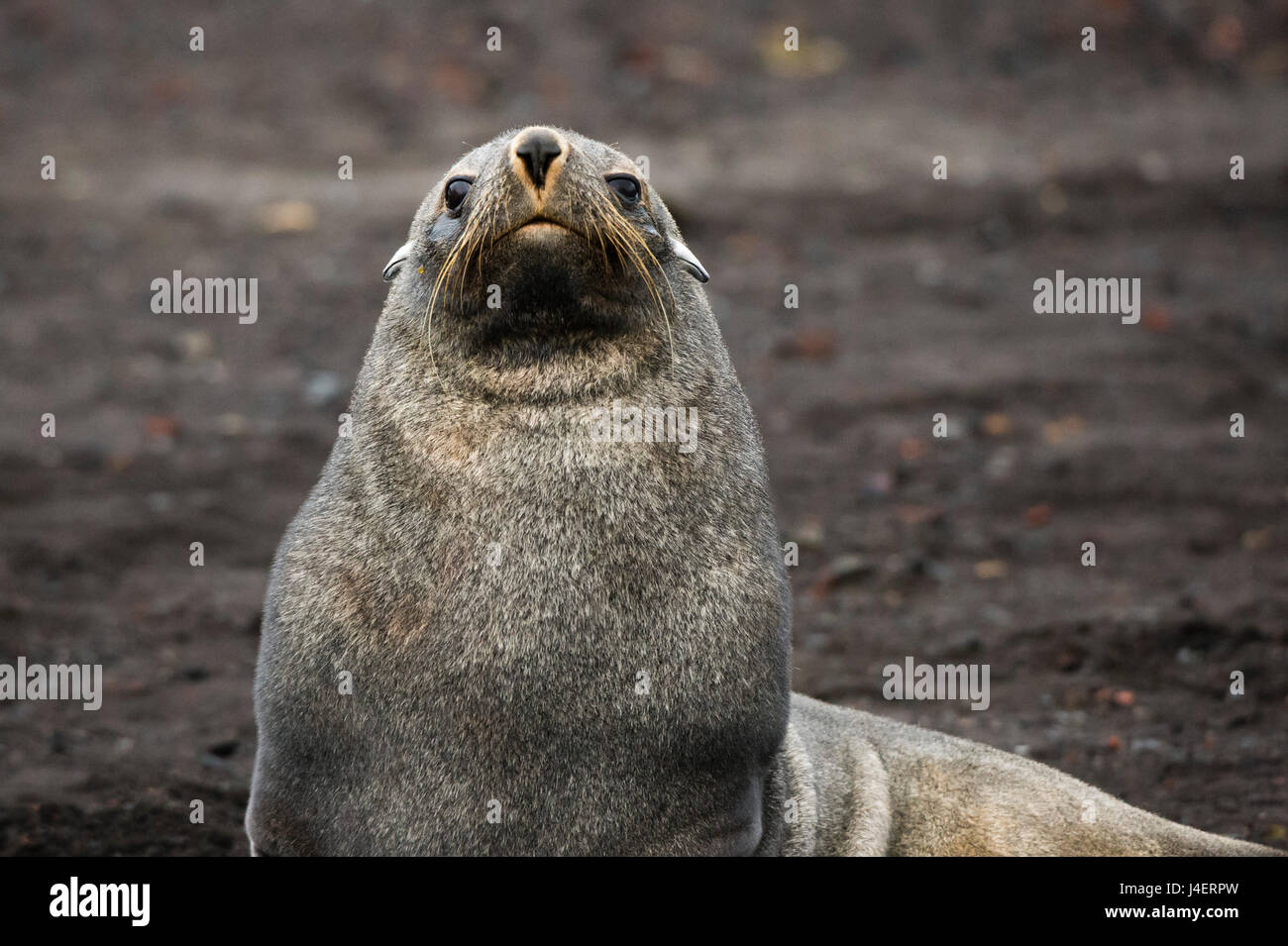 Portrait de l'Antarctique (Arctocephalus gazella), Deception Island, l'Antarctique, régions polaires Banque D'Images