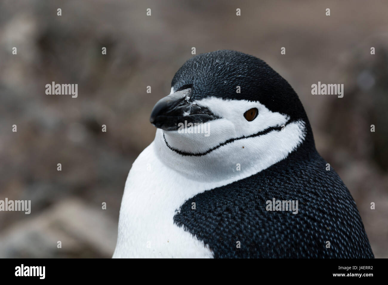 Portrait d'une jugulaire penguin (Pygoscelis antarcticus), Half Moon Island, l'Antarctique, régions polaires Banque D'Images