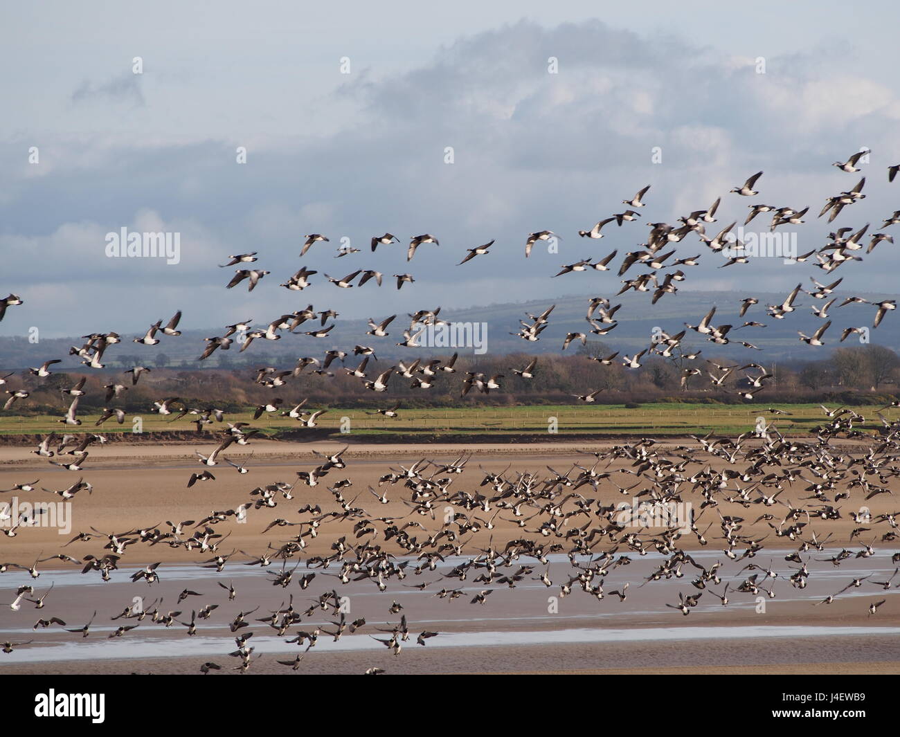 Troupeau d'oies en vol, moricambe bay, Cumbria, Royaume-Uni Banque D'Images