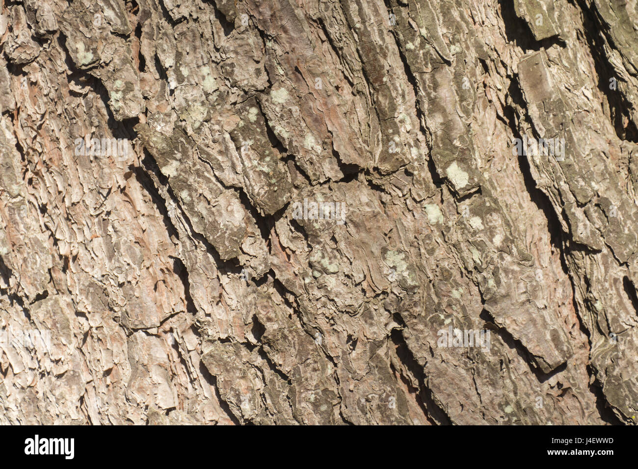 Close up de l'écorce des arbres. Background Banque D'Images