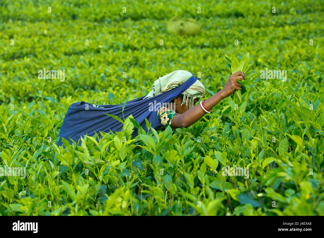 Feuille de thé femme plucker travaille au jardin de thé à Srimangal. Moulvibazar, Bangladesh. Banque D'Images