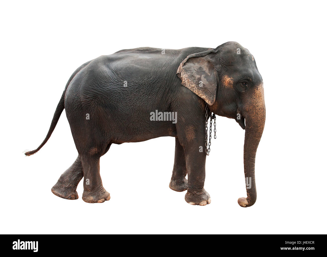 Vue latérale du corps de l'éléphant indien féminin avec chaîne en acier isolé sur fond blanc du cou Banque D'Images