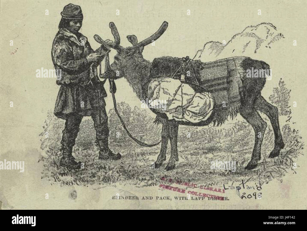 Cette image représente un renne tirant une meute, guidé par un conducteur Lapp (Sami). La scène met en lumière les méthodes de transport traditionnelles utilisées par les Samis autochtones dans les régions du nord. Banque D'Images Cette image représente un renne tirant une meute, guidé par un conducteur Lapp (Sami). La scène met en lumière les méthodes de transport traditionnelles utilisées par les Samis autochtones dans les régions du nord. Banque D'Images