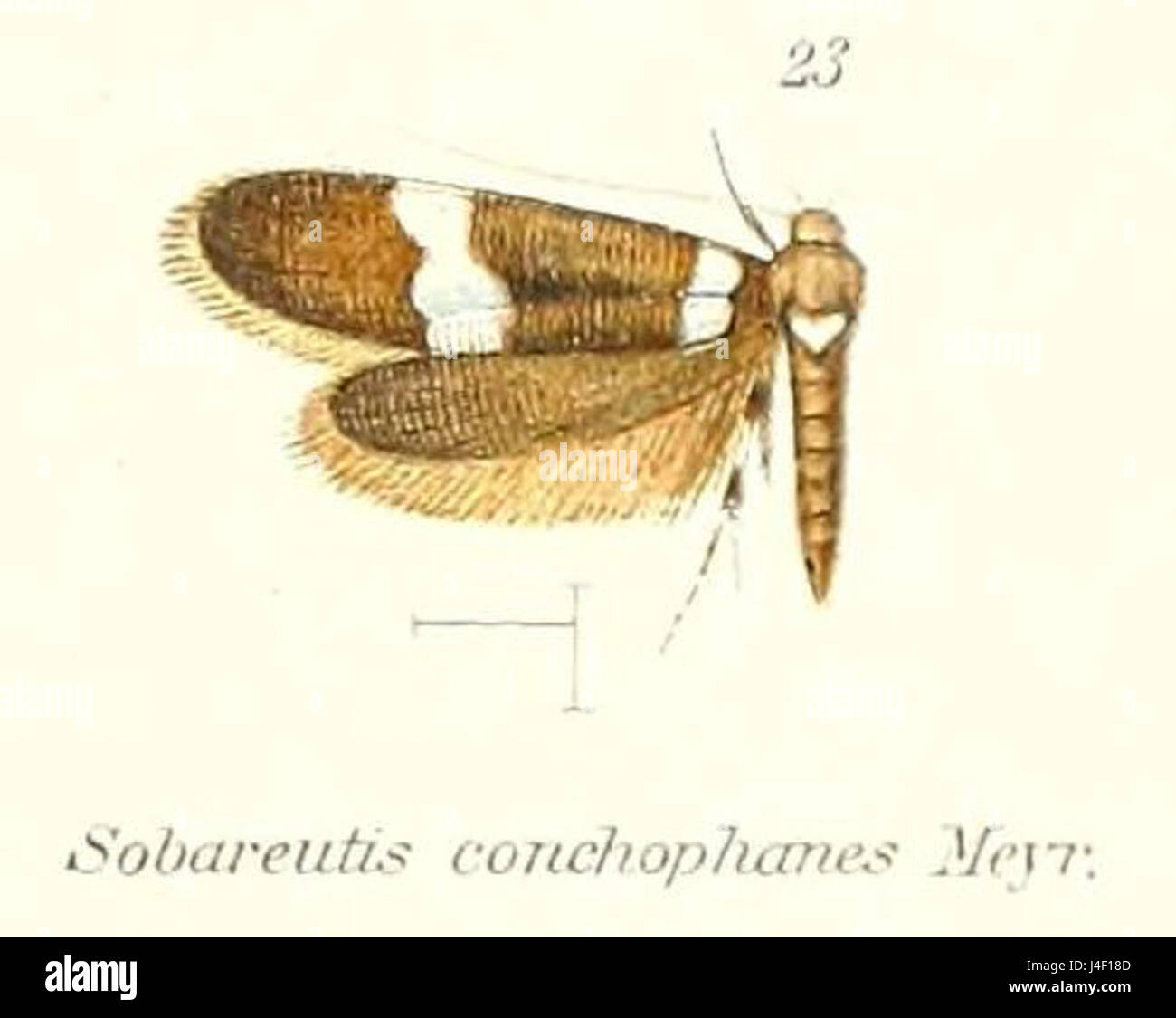 Pl.2 Sobareutis conchophanes Meyrick 1910 23 Banque D'Images