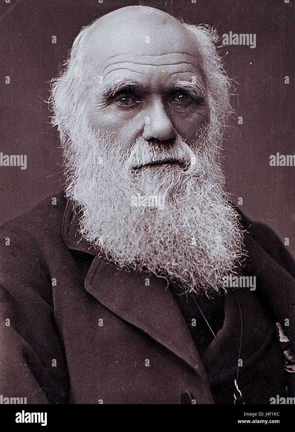 Cette photographie de Charles Darwin, prise par Herbert Rose Barraud en 1881, montre le naturaliste renommé plus tard dans la vie. Il fournit une image historique de Darwin, connu pour ses travaux révolutionnaires sur l'évolution et la sélection naturelle. Banque D'Images