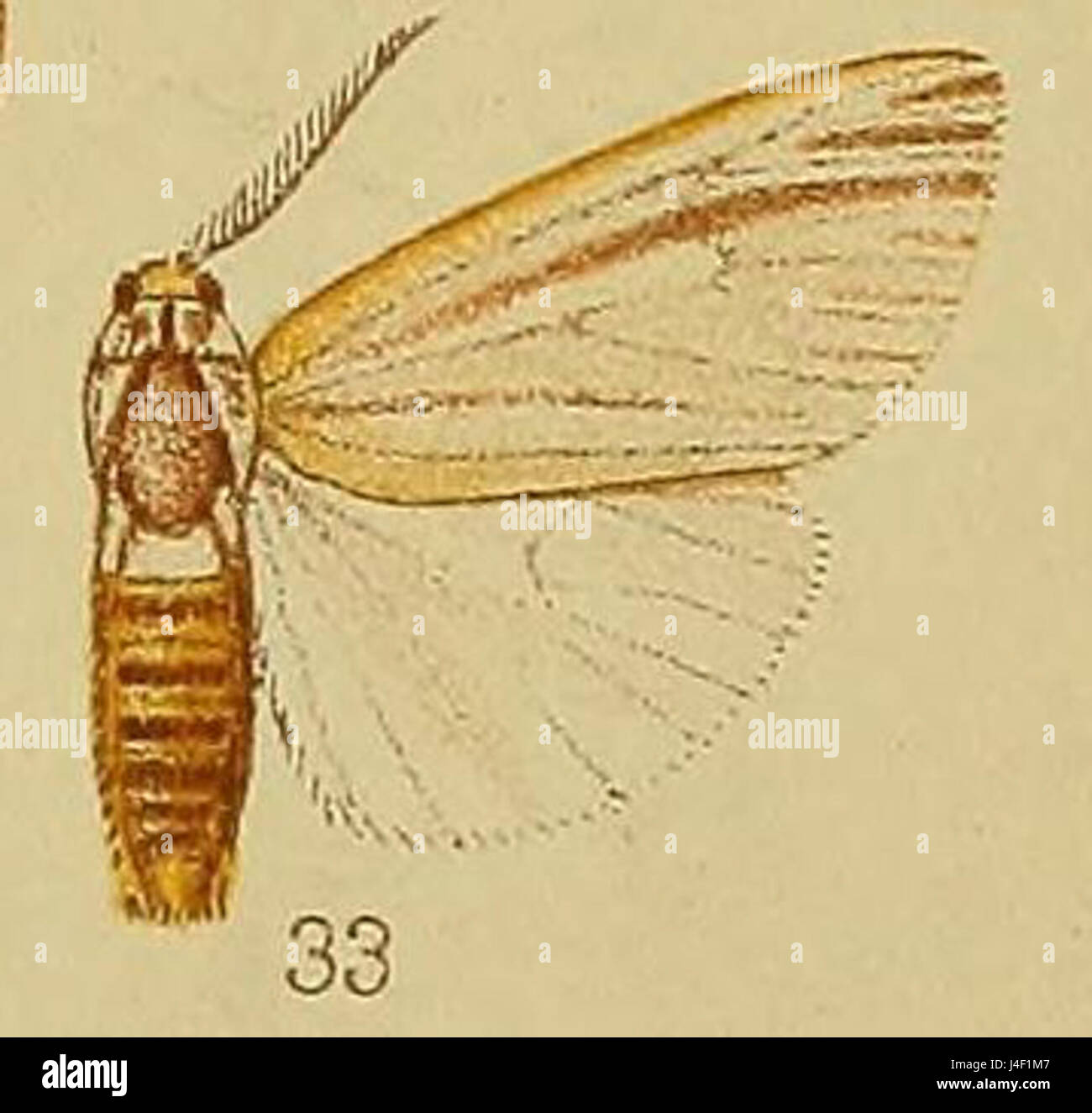 Acantharctia tenuifasciata, illustrée dans la planche 36, figure 33 de l'ouvrage de Hampson de 1910, est une espèce de papillon identifié par ses marques et motifs distincts. Cette illustration détaillée met en évidence les caractéristiques du papillon de nuit. Banque D'Images