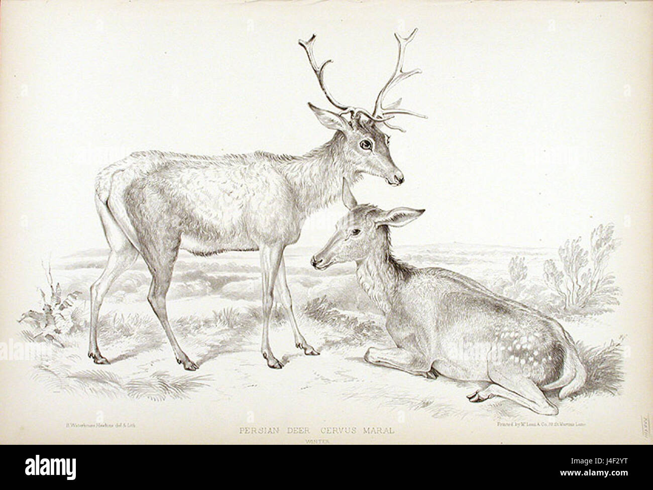 Benjamin Waterhouse Hawkins Persian Deer Cervus Maral couple winter Banque D'Images