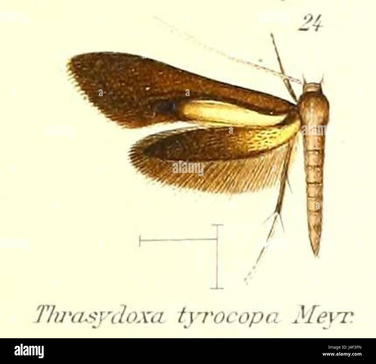 Pl.2 Thrasydoxa tyrocopa Meyrick 1912 24 Banque D'Images