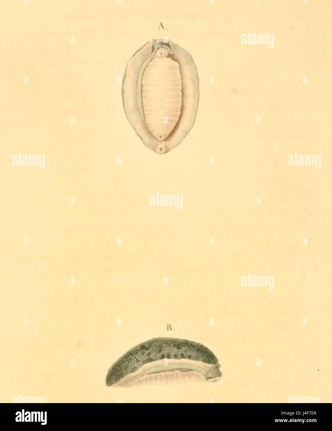 Scaphis atra est une espèce d'escargot décrite pour la première fois en 1831. Connue pour sa forme de coquille distincte, cette espèce se trouve généralement dans les milieux aquatiques. Il contribue à la biodiversité des écosystèmes d'eau douce et sert d'espèce indicatrice de la qualité de l'eau. Banque D'Images