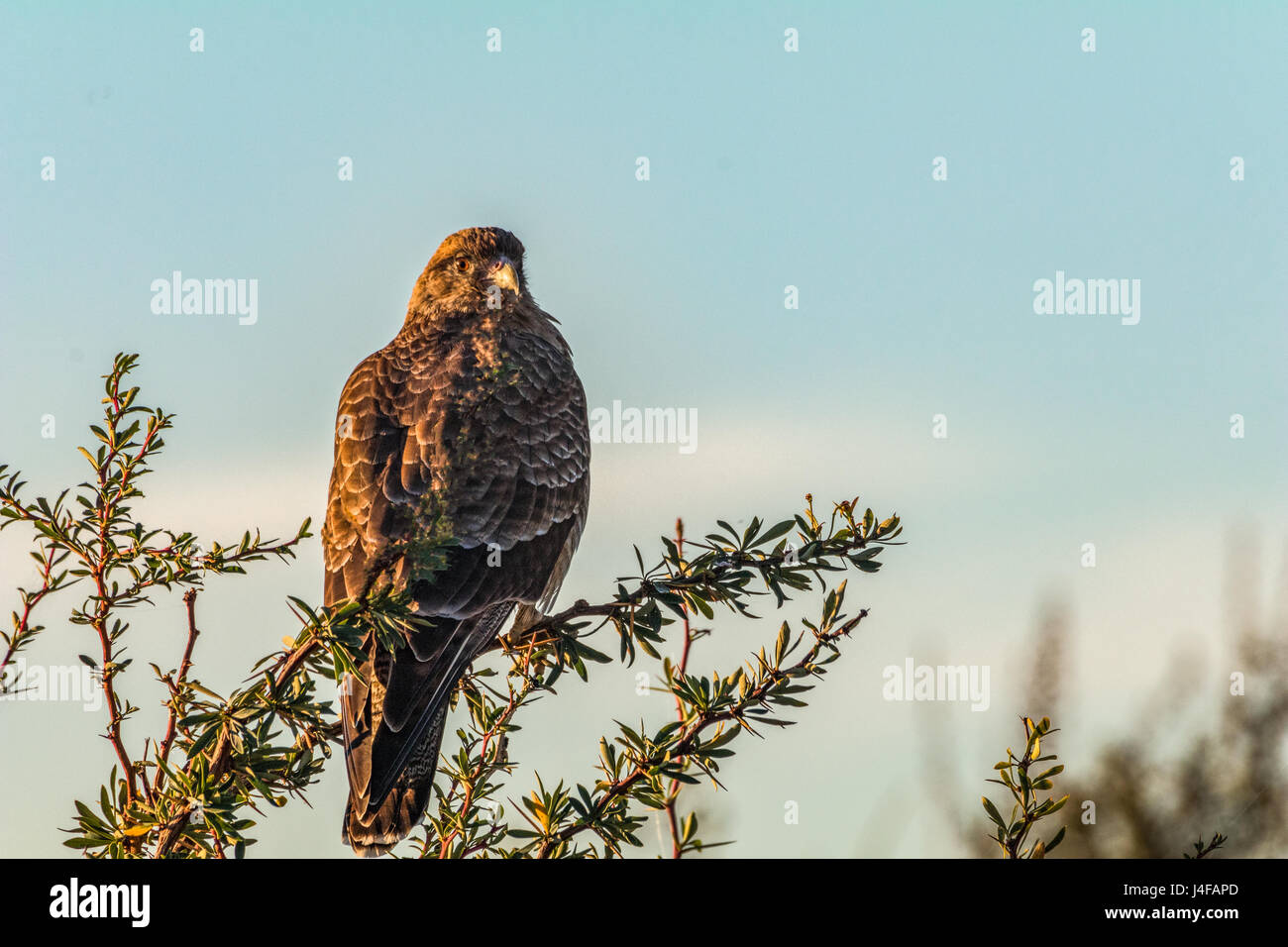 (Milvago chimango Caracara Chimanga), la Réserve Naturelle Laguna Nimez, El Calafate, Argentine Banque D'Images