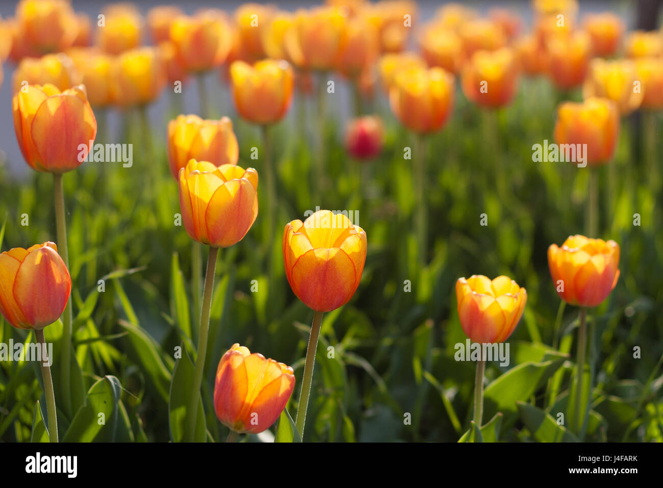 Image horizontale de belles tulipes orange shot sur journée ensoleillée avec une faible profondeur de champ Banque D'Images