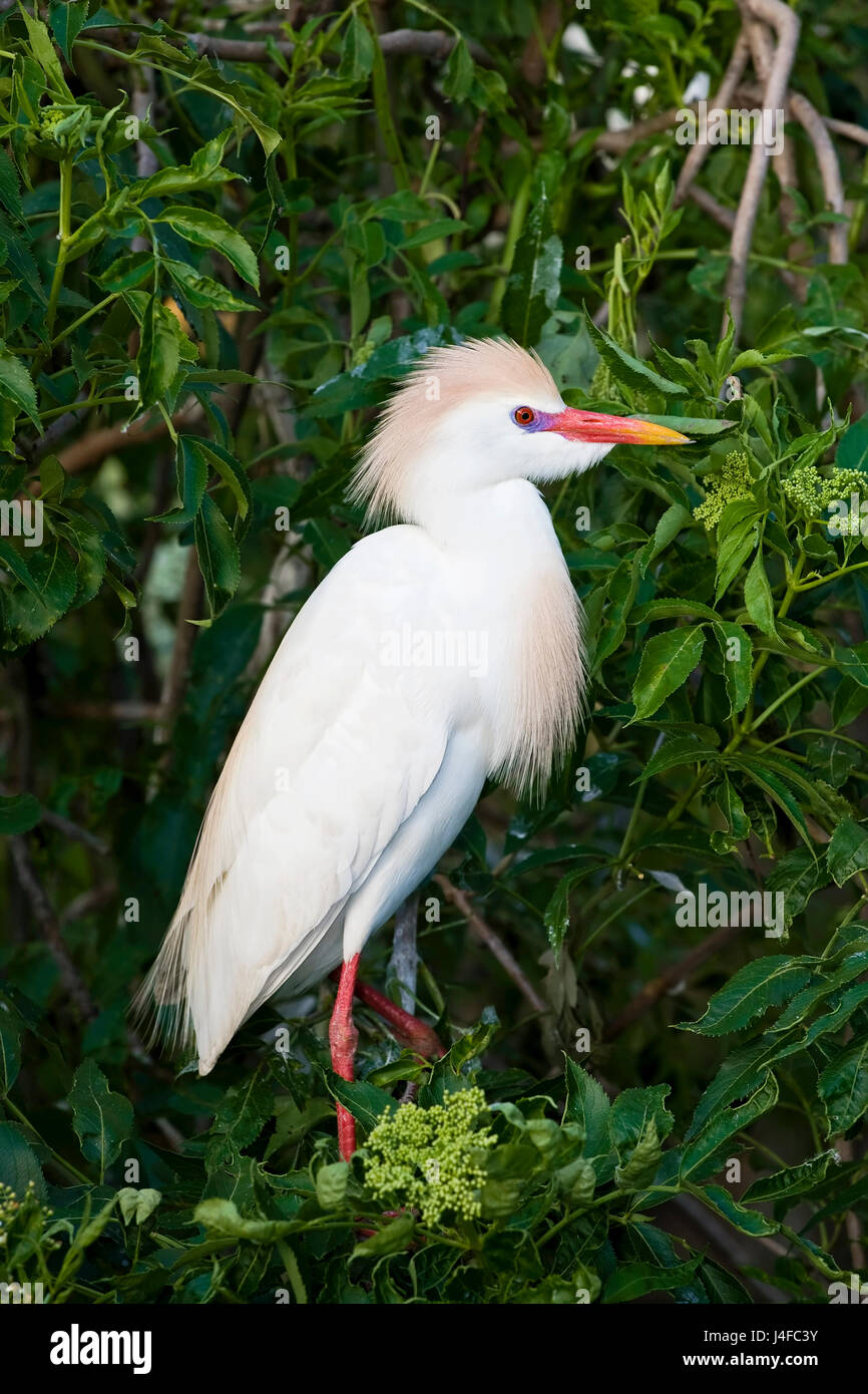 Héron garde-boeufs - Bubulcus ibis - adulte plumage nuptial Banque D'Images