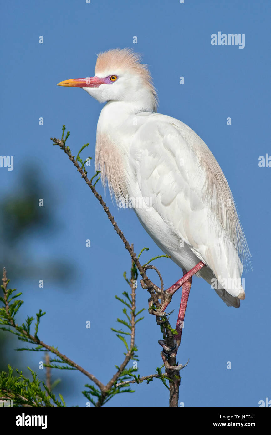 Héron garde-boeufs - Bubulcus ibis - adulte plumage nuptial Banque D'Images