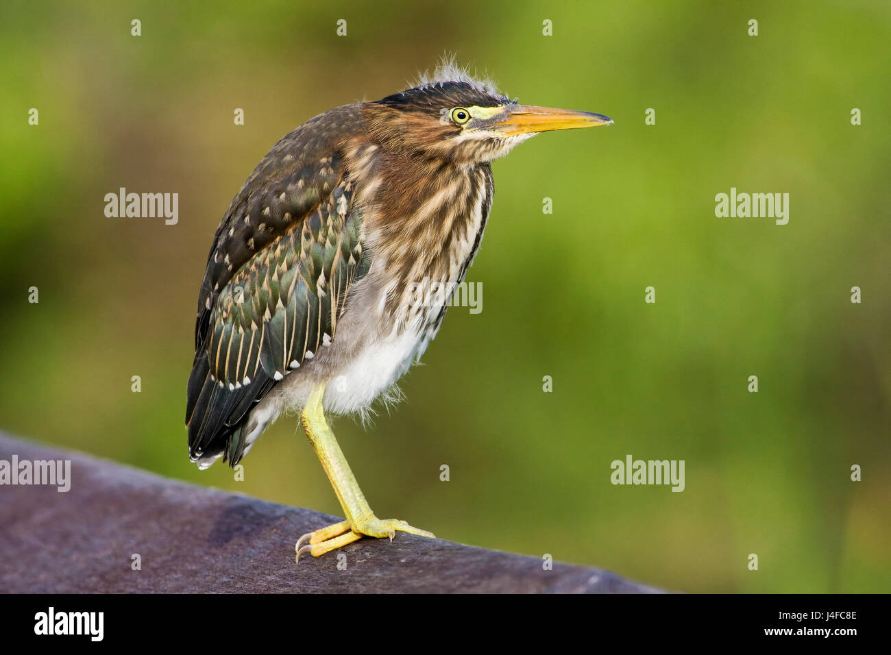 Le Héron vert - Butorides virescens - mineur Banque D'Images