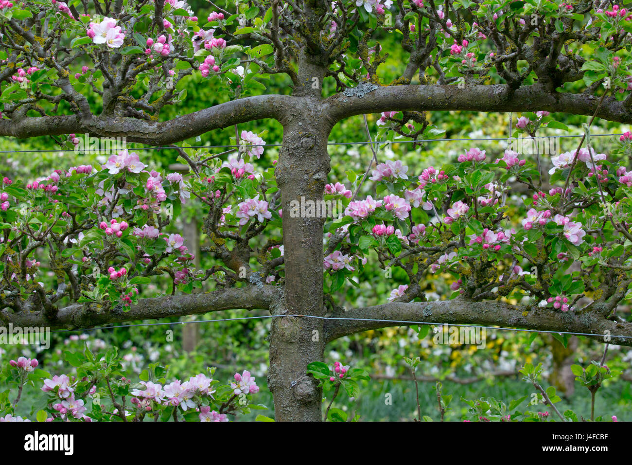 Pommiers étant formés de ventilateur ou l'espalier le long de la frontière de style jardin Banque D'Images