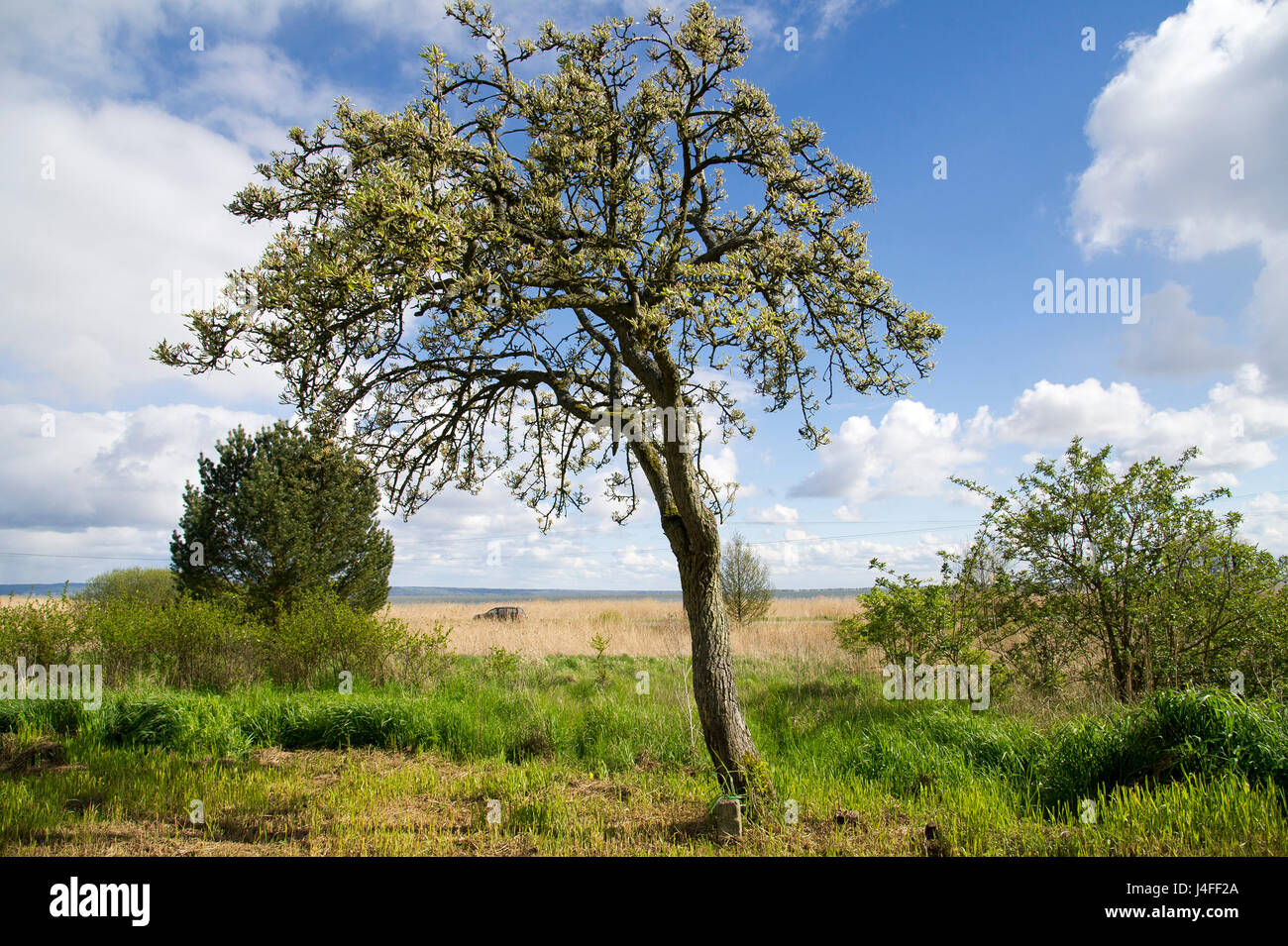 Skowronki Banque de photographies et d’images à haute résolution - Alamy