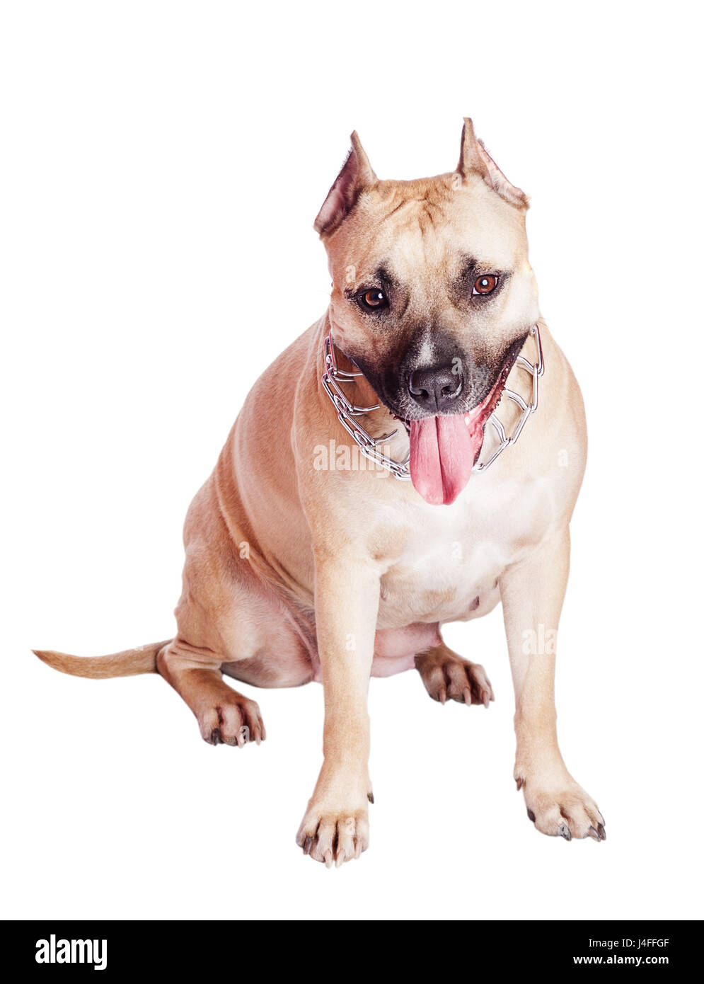 Americanl Staffordshire Bull Terrier lying isolated on white Banque D'Images