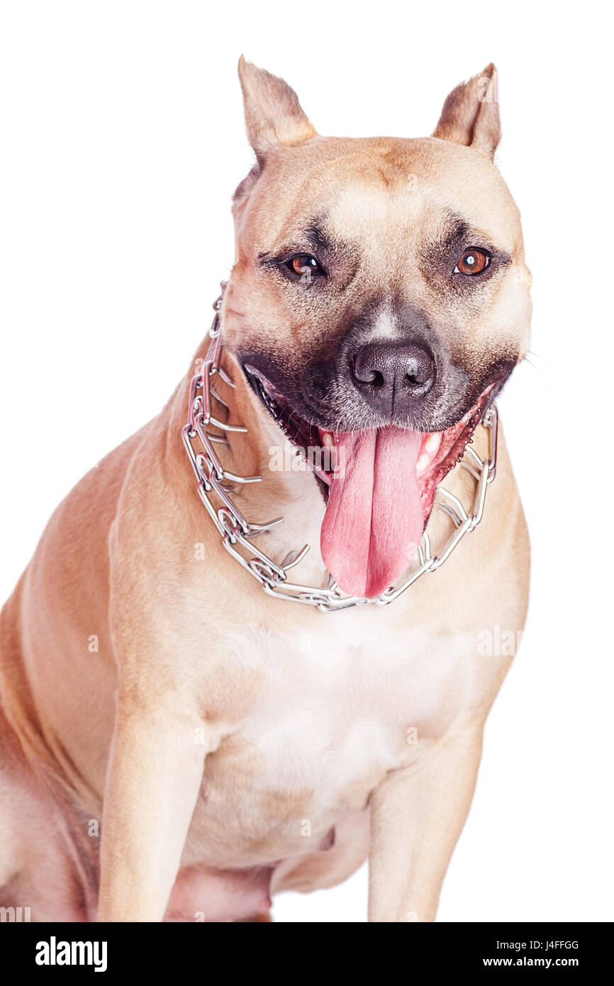Belle Staffordshire Bull terrierportrait isolated on white Banque D'Images