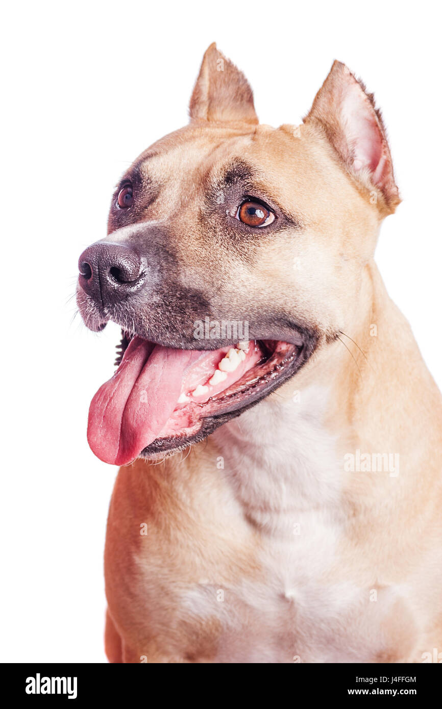 Belle Staffordshire Bull Terrier portrait isolated on white Banque D'Images