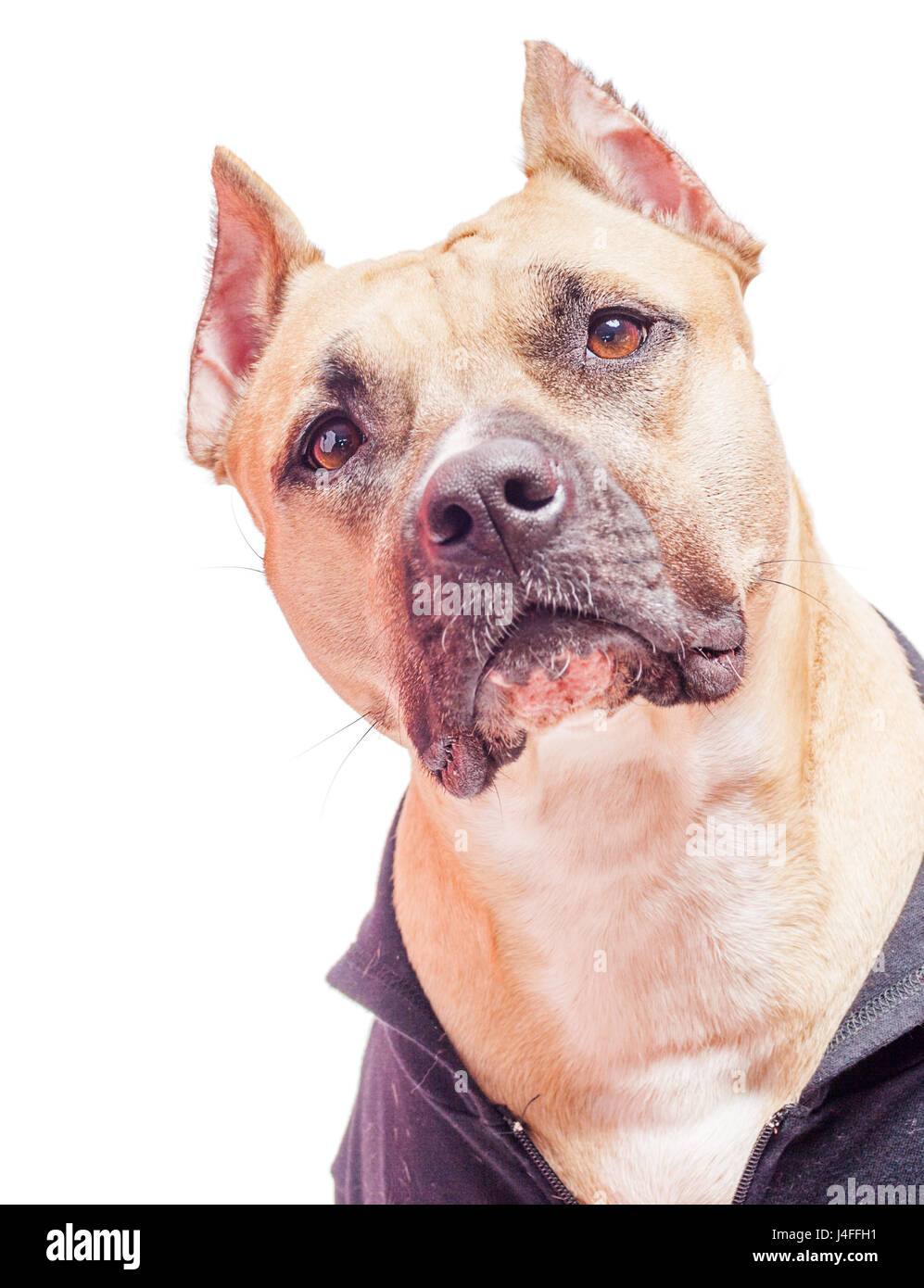 American Staffordshire Bull Terrier portrait isolated on white Banque D'Images