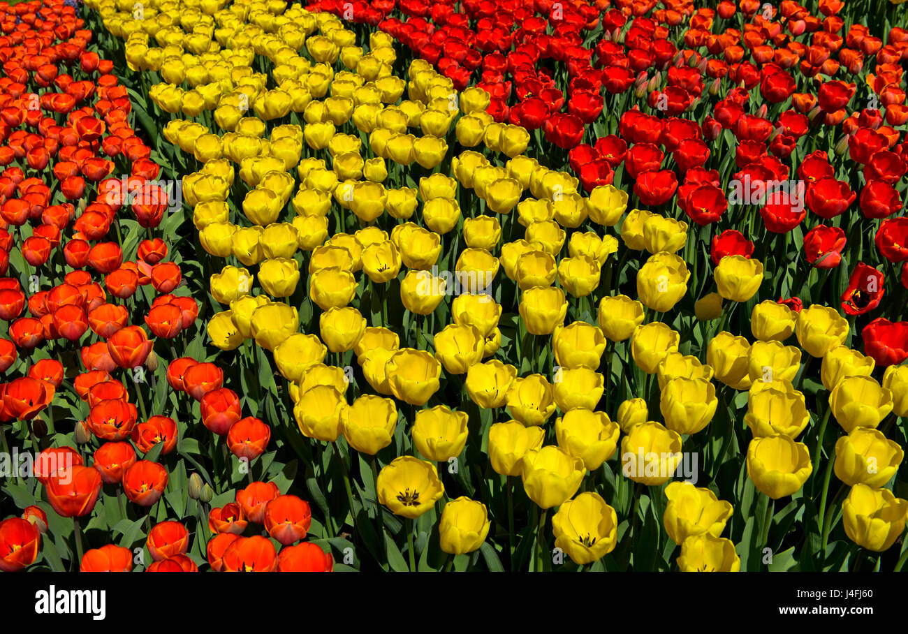 Fleurs en rouge et jaune, tulipes hollandaises, jardins de fleurs Keukenhof Lisse, Pays-Bas Banque D'Images