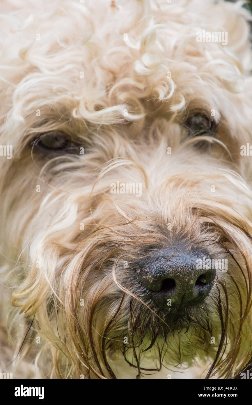 Irish Soft Coated Wheaten Terrier blanc et portrait de chien fourrure brun Banque D'Images