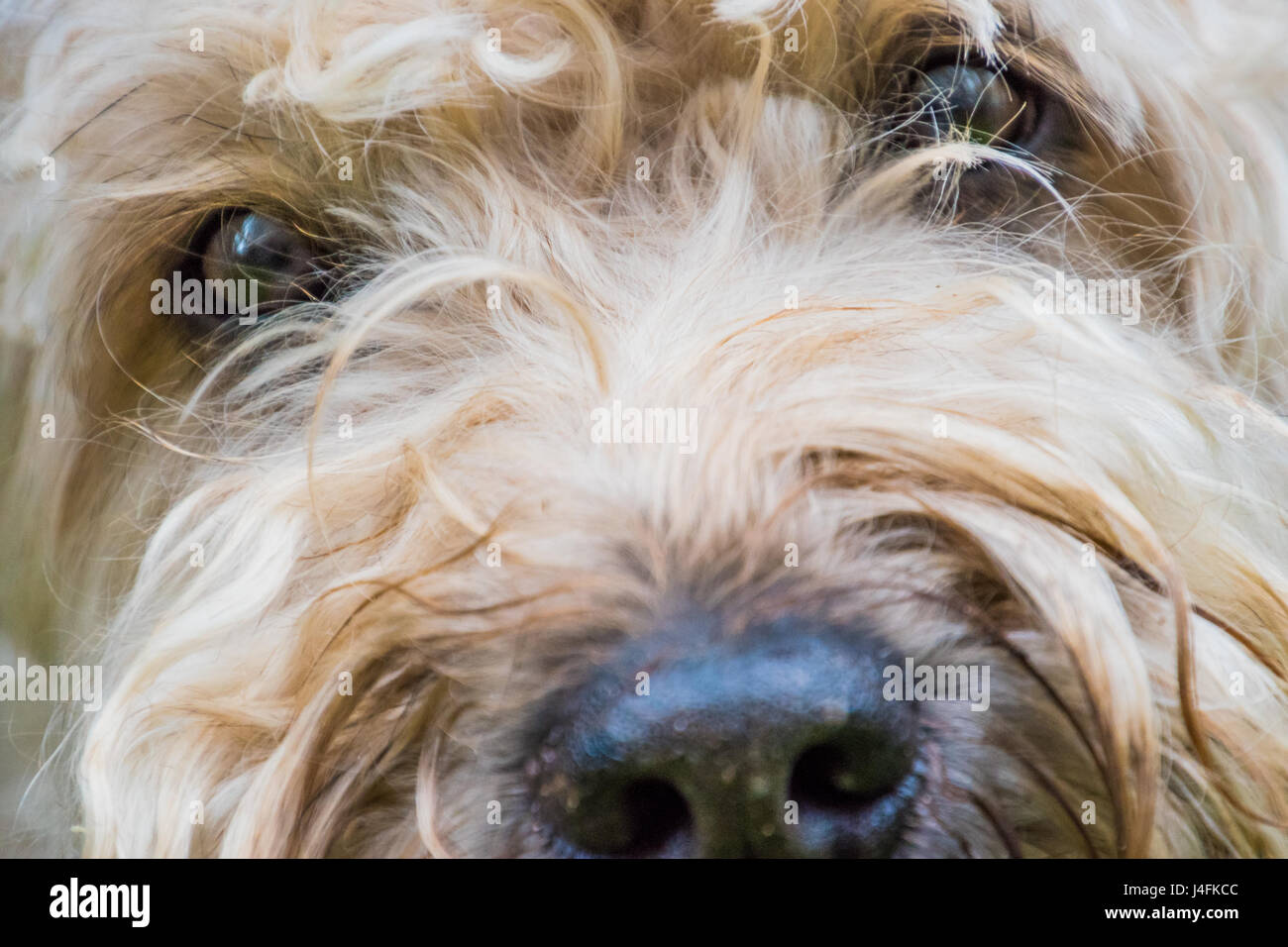 Irish Soft Coated Wheaten Terrier chien fourrure brun et blanc Banque D'Images