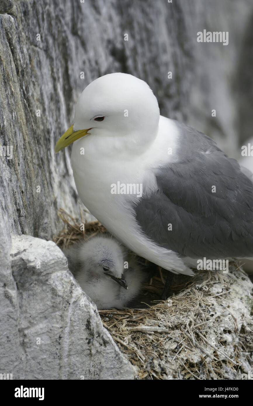 Mouette tridactyle (Rissa tridactyla), en fonction de l'imbrication des îles Farne, UK Banque D'Images