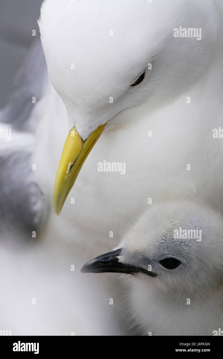 Mouette tridactyle (Rissa tridactyla), en fonction de l'imbrication des îles Farne, UK Banque D'Images