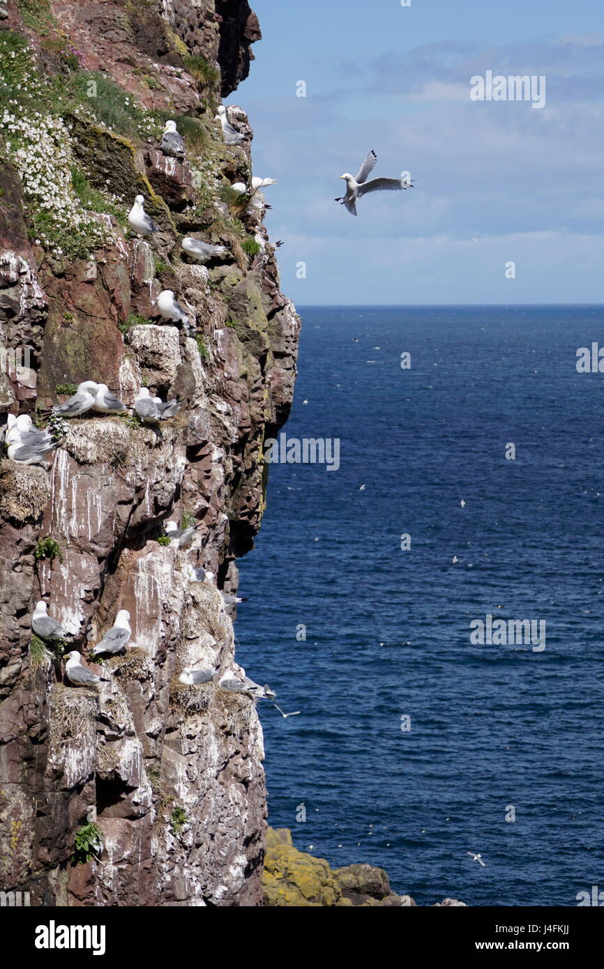 Mouette tridactyle (Rissa tridactyla) avec des ailes déployées, communique avec les oiseaux nichant sur les falaises Banque D'Images